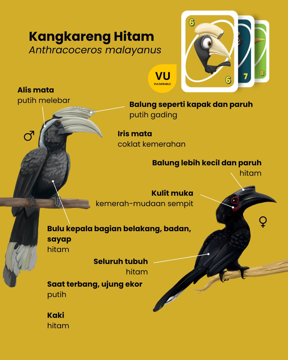 Rangkong Indonesia tweet media