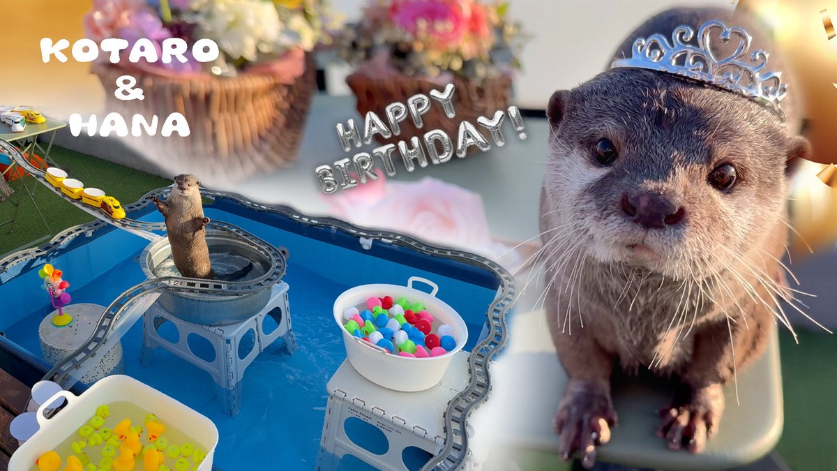 カワウソの誕生日にプールで巨大寿司トレインやったら楽しすぎた