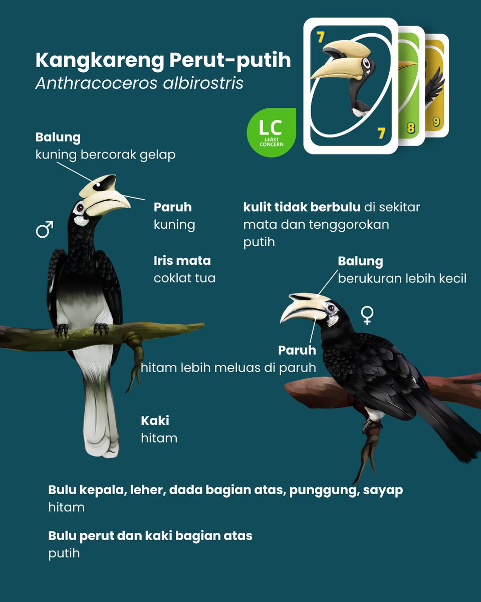 Rangkong Indonesia tweet media