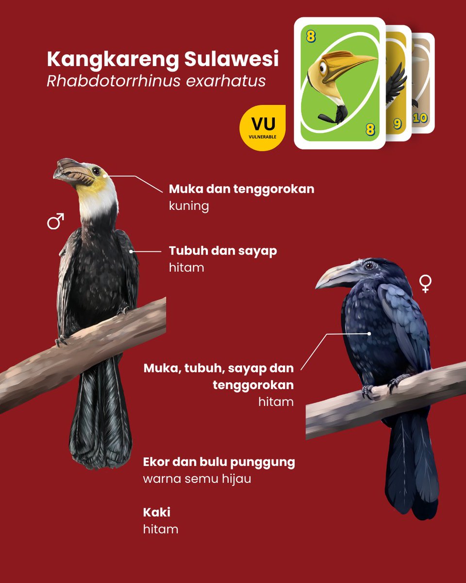 Rangkong Indonesia tweet media