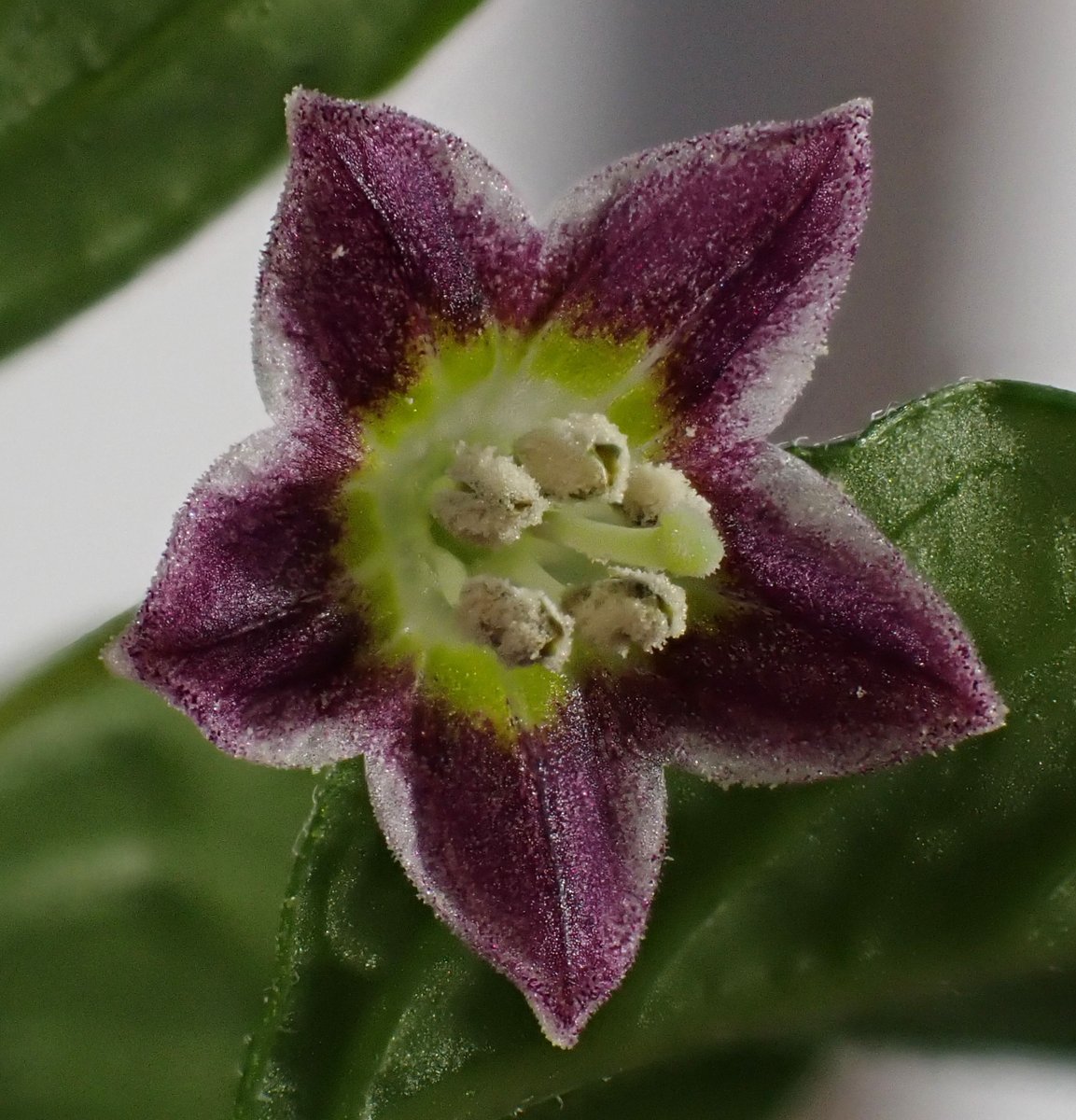 After years, C. Caatingae flowering now at home in the warm!  🇧🇷🏴󠁧󠁢󠁷󠁬󠁳󠁿🌶️