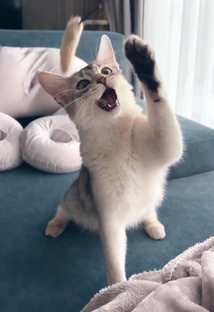 そばちゃん tweet media