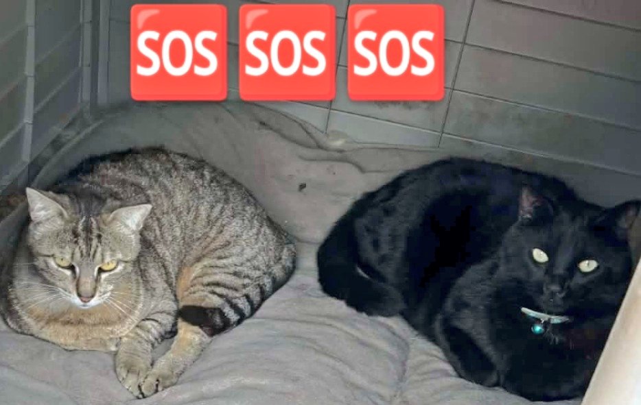 🆘 ESTÁN EN #ALICANTE 
☎️  637 50 94 86

‼️AYUDA‼️

No estàn en condiciones, es muy URGENTE su #acogida o #adopcion