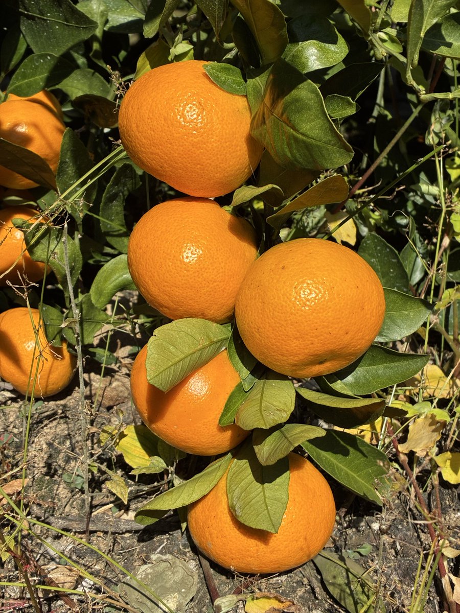 nanbumusic's tweet photo. みかん狩り行って来た🍊🍊🍊 https://t.co/n8WkdXaCG3