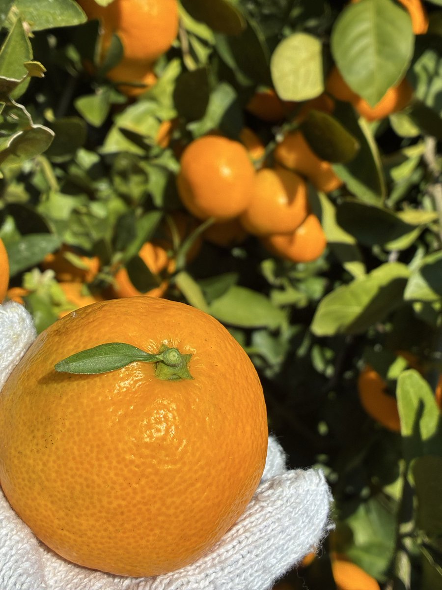 nanbumusic's tweet photo. みかん狩り行って来た🍊🍊🍊 https://t.co/n8WkdXaCG3