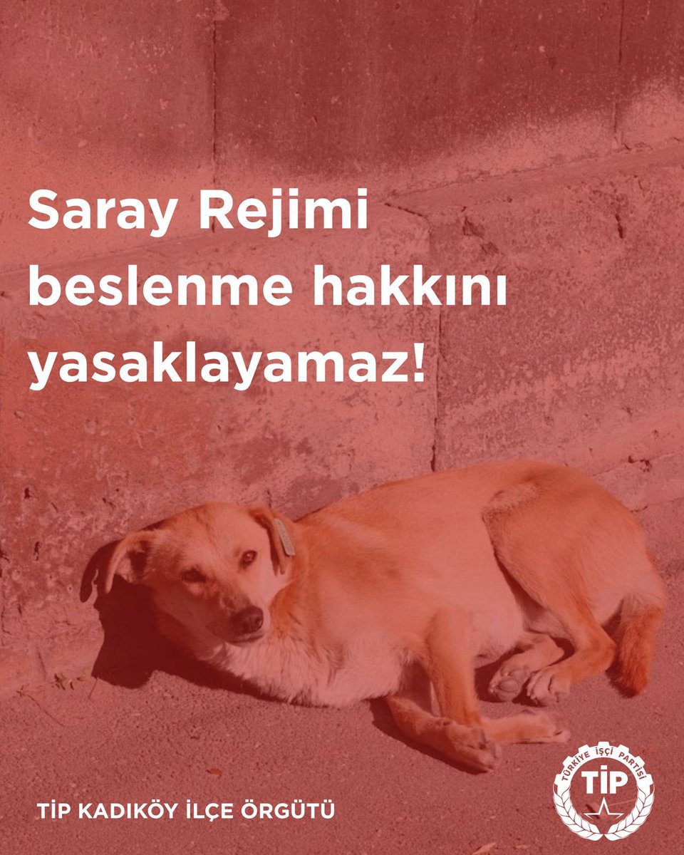 İstanbul Valiliği bugün sokakta yaşayan hayvanların beslenmesini yasakladı.

Bu kenti betonlaştıranlar, ormanlarını yok edenler şimdi “doğanın dengesi”ni hatırladı.

İstanbul’un sokakları da, hayvanları da sahipsiz değil. 

Hayvanların yaşam hakkını da kent hakkını da Saray