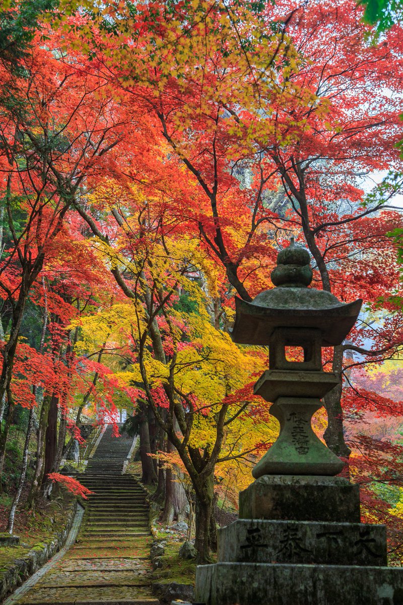 kouka17's tweet image. 見頃ー
人少なくておすすめ🍁
#eos6d