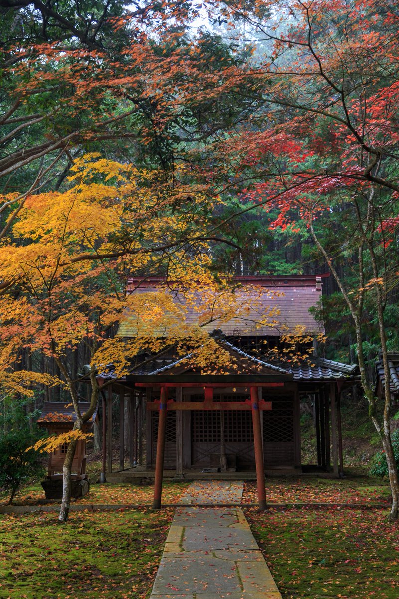 kouka17's tweet image. 見頃ー
人少なくておすすめ🍁
#eos6d