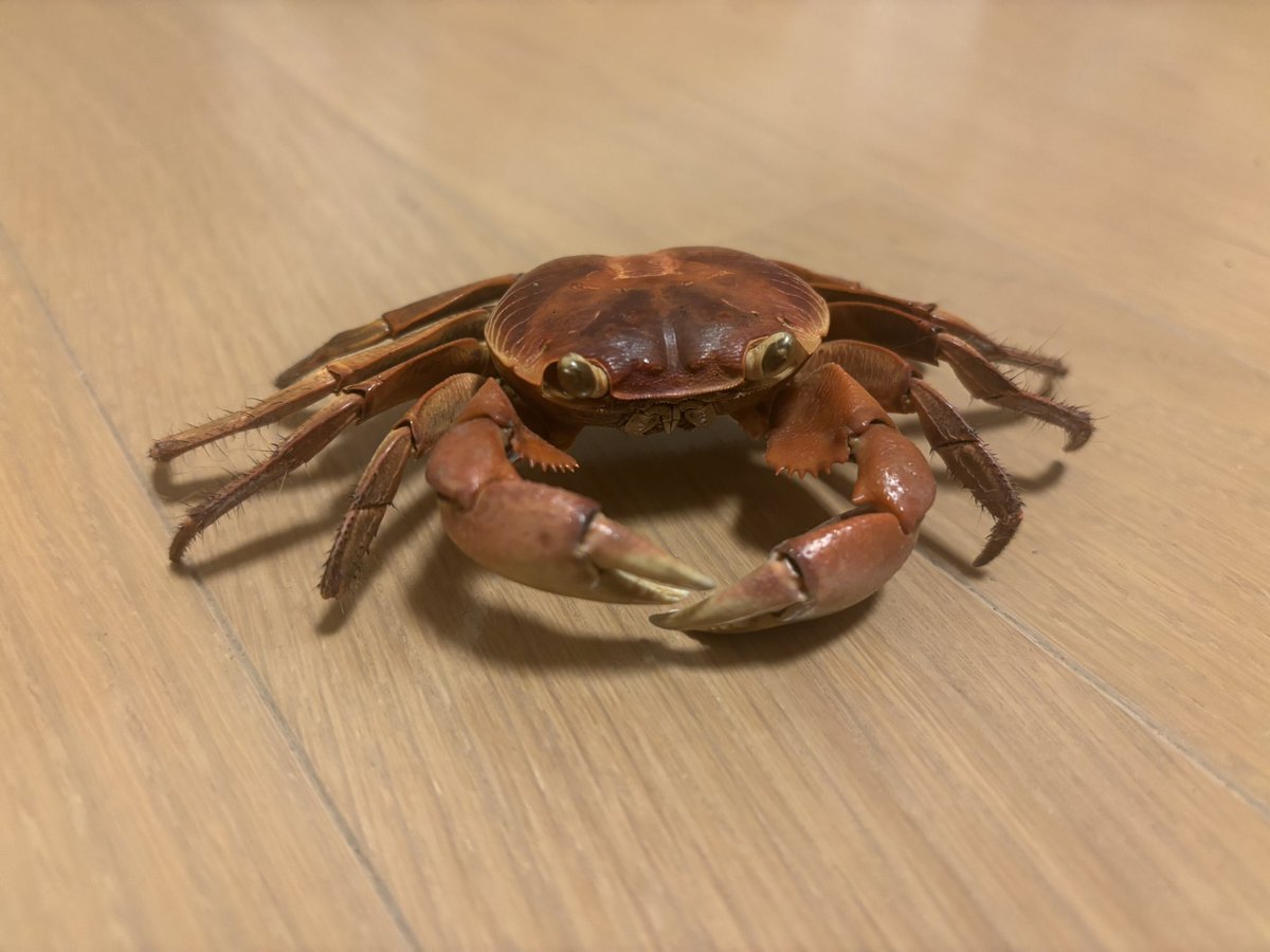 おもちゃみたいですが本物のカニです #カニ #標本
