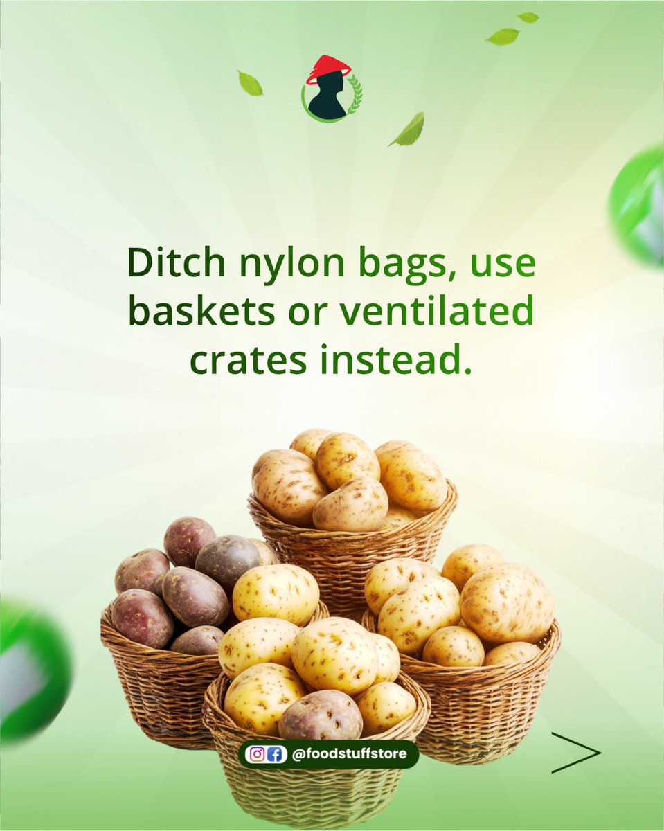 FoodstuffStore's tweet image. Potato lovers, listen up! 📢 Whether you&apos;re craving them mashed, fried, or roasted, the secret to a great potato is great storage.

Storing them properly means less waste and more delicious meals later. Keep your potatoes happy and your wallet fuller! 💰

 #storagetips #foodstuff