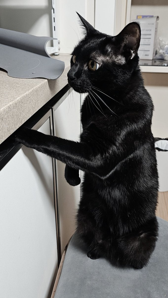 싱크대쪽에서 이상한 소리나서 빼꼼 쳐다보는데 그게 너무나도 사람같아서 웃겨서 찍음