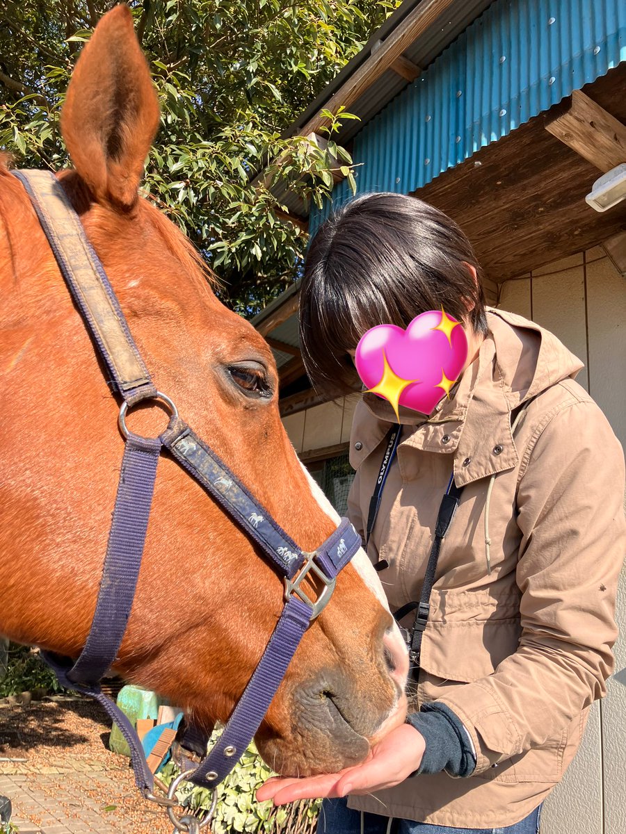 jvLVe1HRZDFTYu1's tweet image. 今日はルミぽんにお客様が会いにきてくださいました☺️
サラLGを直接あげてもらったり、一緒に日向ぼっこをしたりして穏やかな一日でした🐴💕

A guest visit Lumipon today ☺️
It was a peaceful day, feeding Lumipon some thoroughbred LG and sunbathing together. 🐴💕