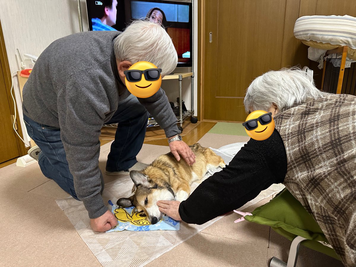 sz_code500's tweet image. おじいちゃん、おばあちゃんが来てくれたよ。 #corgi