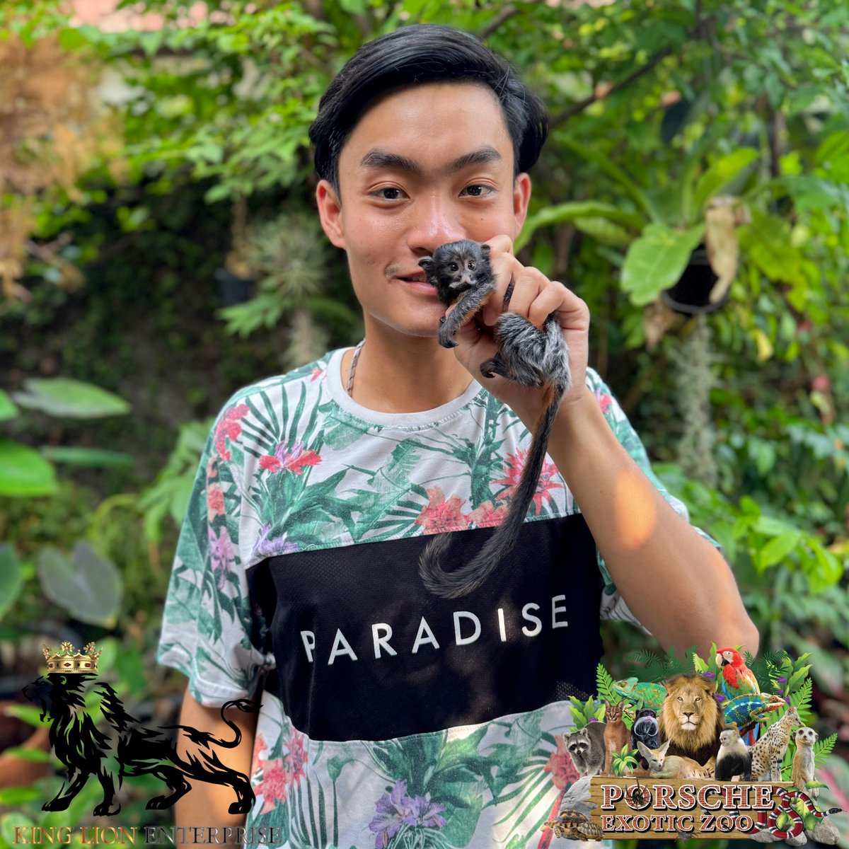 Porsche_shop99's tweet image. 🏡ไวท์ลิปทามาริน หล่อๆแบบนี้ คุณแม่แถวนี้หลงบ้างมั้ยครับ❤️

🐒White Lip Tamarin, so handsome like this, are any of the mothers around here crazy about him?🫶🏻

#porscheexoticzoo 
#porscheexoticzooadmin 
#whitelip