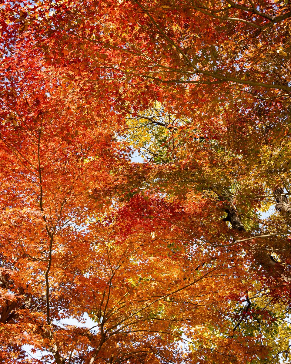 10代向け演劇トレーニングジム
ON YOUR MARK、本日、体験会初回でした！

見事な紅葉に見守られたスタジオで、
世代を超えた演技の交流。

ここでの出会いを一つのきっかけに
いつか新たな才能の花が開く、
そんな場になれたら嬉しいです。

私は伺えないのですが12月にも
何度か体験会があります！