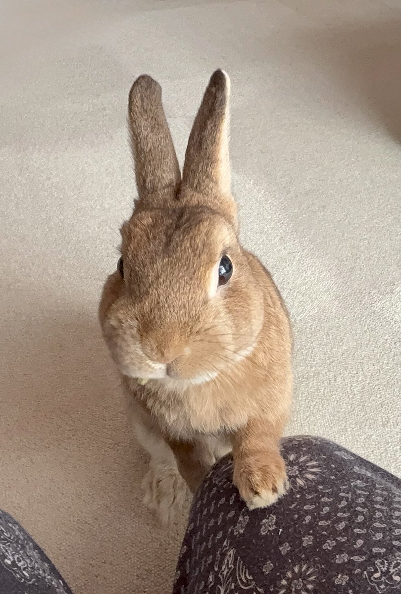お目目キラキラおねだりポーズ🐰✨