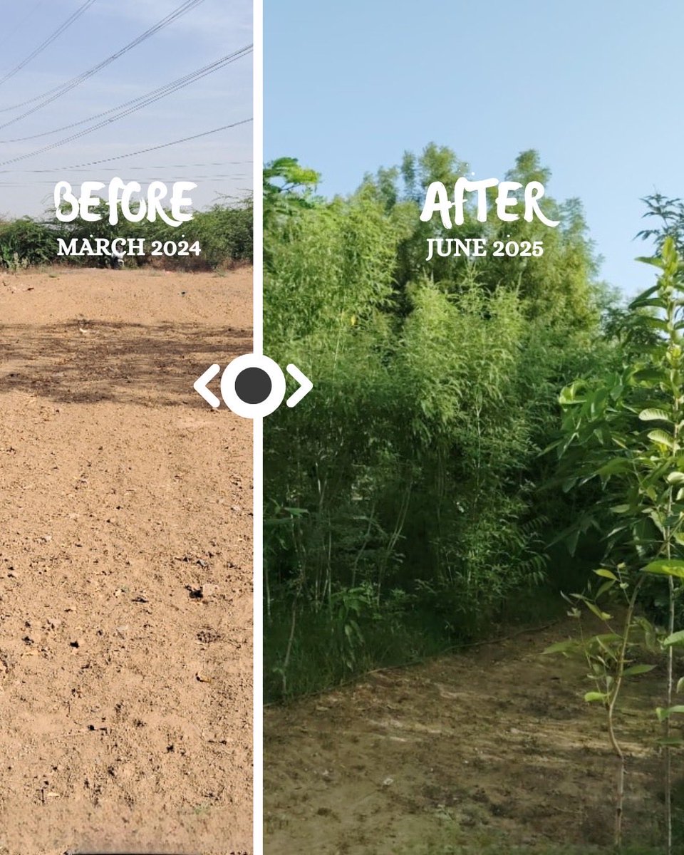 Catchfoundatio1's tweet image. This is the kind of transition we love to see, measurable, meaningful &amp;amp; ecologically transformative.
Using the #Miyawaki method &amp;amp; consistent on-ground care, we’ve created a dense, native, self-sustaining forest that will continue to grow.
#catchfoundation #afforestation #forest