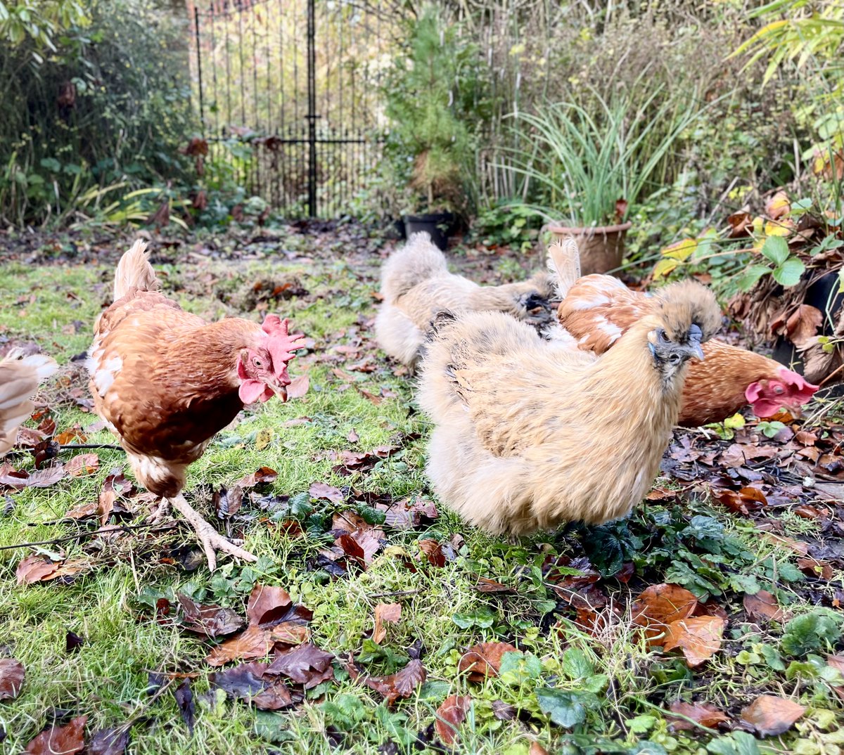 fugitiveink's tweet image. There&apos;s literally nothing that all my hens love better than bickering over a morning treat of green peas, flung randomly across the grass — the perfect start to any day (apparently)
