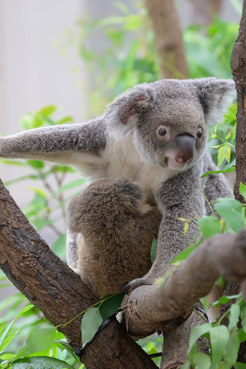 エイトくんお誕生日おめでとう🎂🎁🎊
タイミングが合わずなかなか上手く撮れなくてごめんよ〜😭
これからどんどん大きくなってね！🌱
#平川動物公園 #コアラ #カナエ #エイト