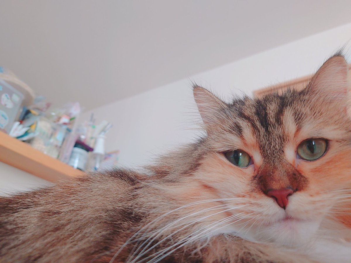 stardust_100337's tweet photo. ねこです https://t.co/ifMR3DXC39