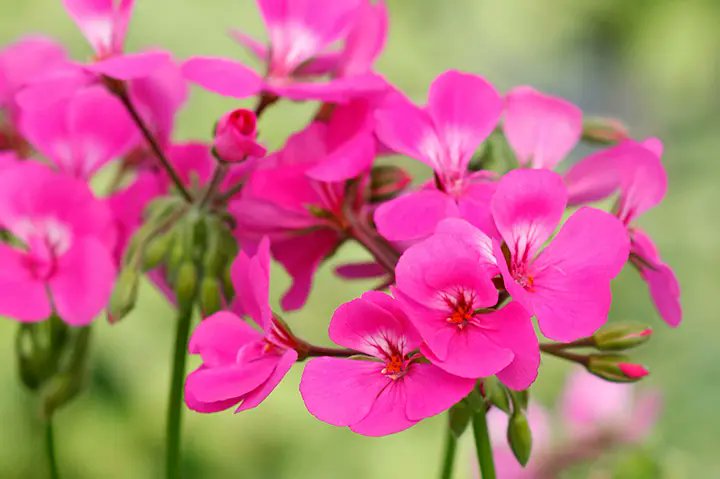 CB_viewing_nnu's tweet image. 🌙 #夜桜花見ンヌ VJ演者紹介🌸

かっこいいVJ雑炊(HOTLIP/M@STER RAMPAGE)
好きな花：ゼラニウム

いつもHOTLIPでお世話になってる雑炊くん！今回はVJとしてお願いしました！VJの時以外は3階のカウンターにもいると思うんでみんな乾杯してあげてね～🍻 かっこいいVJ！！かっこいいVJ！！！