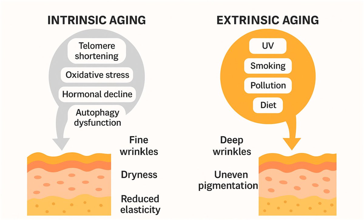 #OpenAccess #Review

📑Title: Decoding Skin Aging: A Review of Mechanisms, Markers, and Modern Therapies 

Authors: Jorge Naharro-Rodriguez et al.

📌 brnw.ch/21wXLOU

#Aging #Skin #Dermatology #Laser #Rejuvenation