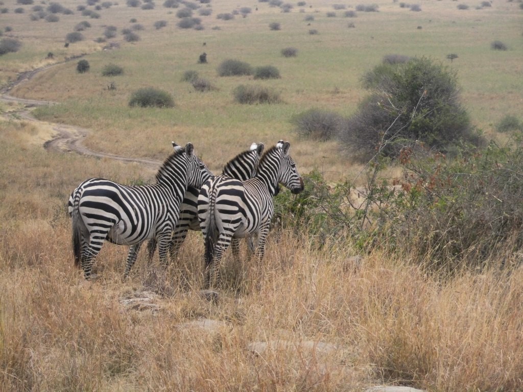 Did you know that even though zebra stripes seemingly look similar from one zebra to another, there is no zebra with the same stripe pattern as the other? 😇💡
#nairobi #nationalpark #zebra #stripes #wildlifefacts