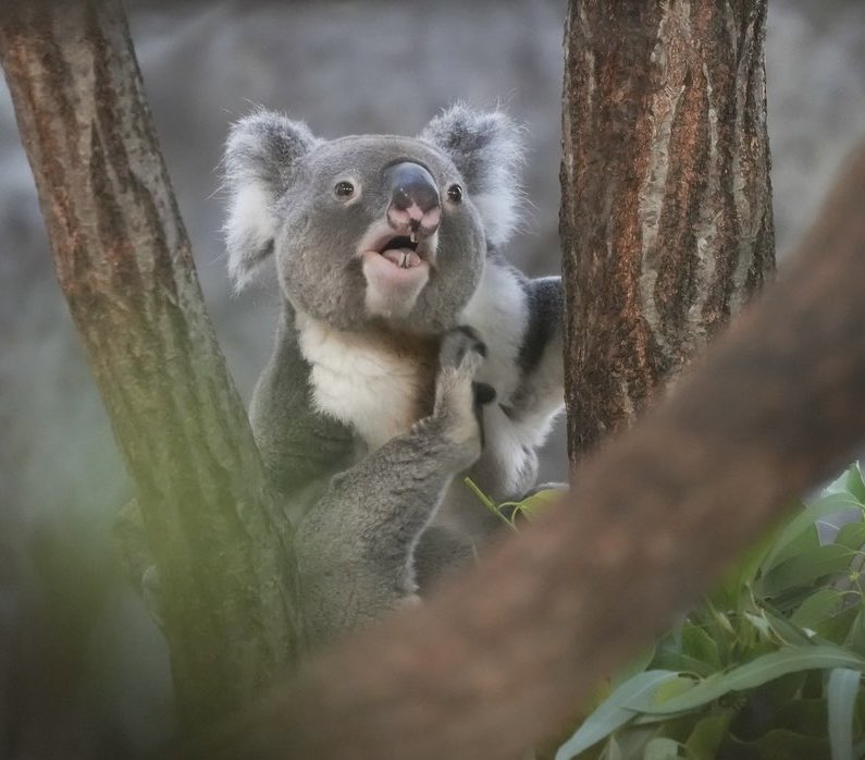 前歯見えるとテンション上がりますよね😉🦷
#横浜市立金沢動物園 #コアラ #コロン