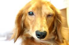 royal358's tweet image. 【ペットの皮膚トラブル】 
愛犬のアトピー性皮膚炎で悩んでいた方が、動物用SOD様作用食品と食事療法により、症状が改善し、ステロイドの量を減らせたという事例が報告されています。犬や猫の免疫の最前線は皮膚と腸粘膜です。
#ペットの健康 #犬のアトピー #動物用SOD #愛犬家