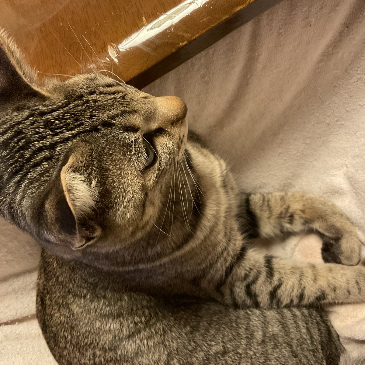 retrobaragit's tweet image. 今日は前投稿で書いた通りに家の事(定期ゴミ捨ても含めて)で頑張った(お互いに😅)ので、満足感満載なんですが…🤔
この時間になってくると疲れも出ちゃうのか、動きたくなくなって来る🤣
今日はまだ明日の仕込してないんだがなぁ…😅

おニャすみバハハイ🐏💤
#ネコ  #キジトラ