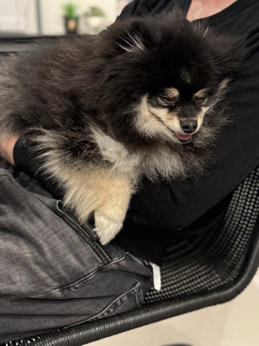 チャピシト🧸🍋ポメラニアン (@chappy_1005) / Posts / X