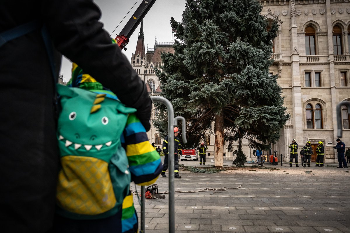 indexhu's tweet image. Megérkezett az Ország Karácsonyfája a Kossuth Lajos térre. Idén egy negyvenesztendős, huszonhárom méter magas ezüstfenyőre esett a választás.

index.hu/belfold/2025/1…

Fotó: Németh Kata / Index

#Hungary #Christmas #tree #indexhu