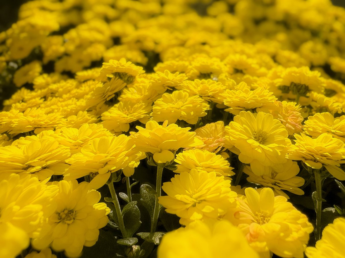 写原慎(オオハラシンイチ) (@photoshin11) / Posts / X