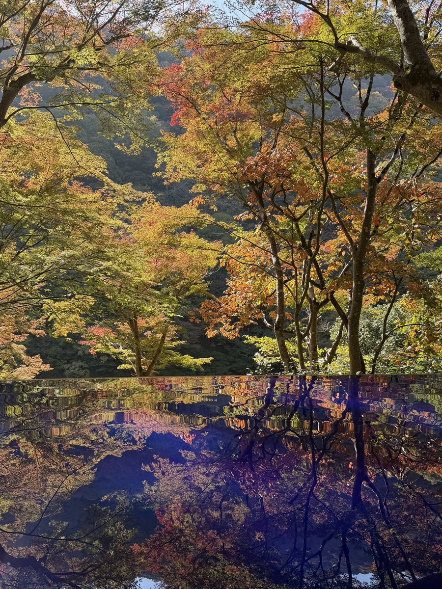 s82iv's tweet photo. 京都🍁 https://t.co/Gm2SIGLlyq