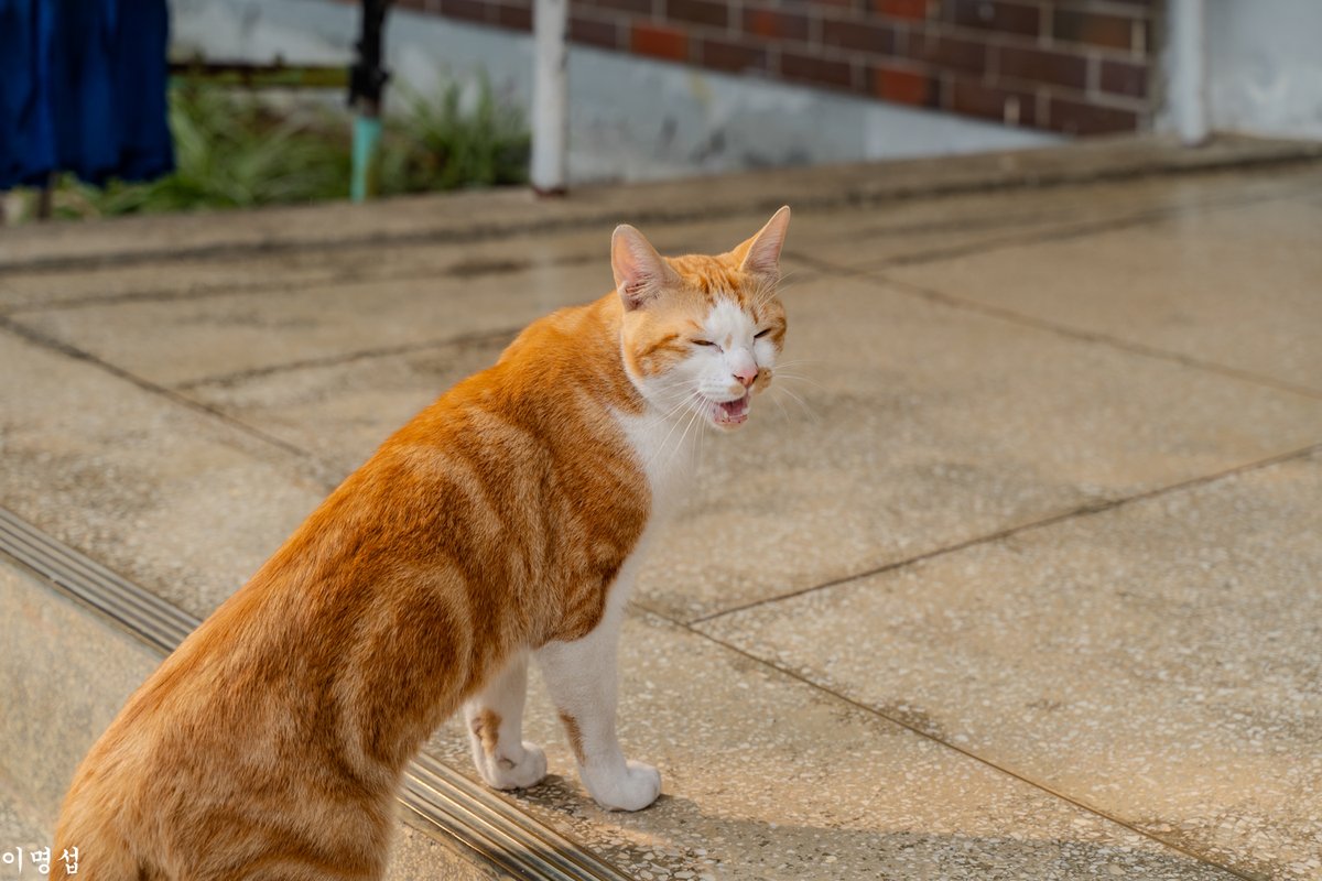 이명섭 tweet media