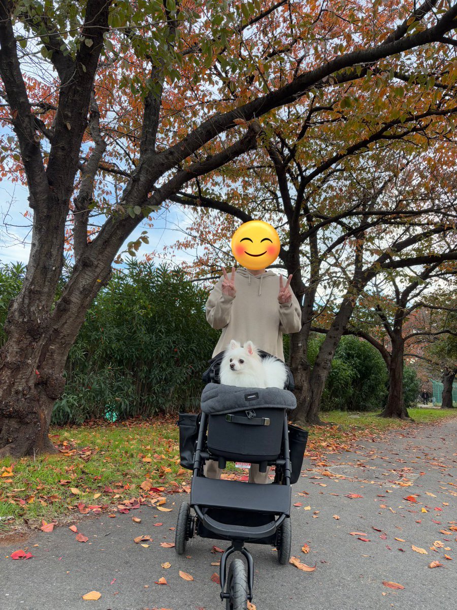 mokoubuchi's tweet image. 今日はいい天気！！
いい季節だ！
嫁ちゃんと一緒にもこちゃんとお出かけだ✨
楽しかったよー😊
#ポメラニアン