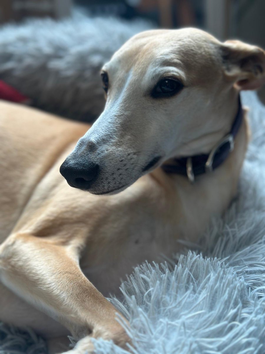 Endit_Mendit's tweet image. Pausing to appreciate the beauty of Henry! I&apos;d be lost without him 🩵 #dogsofX #doggo