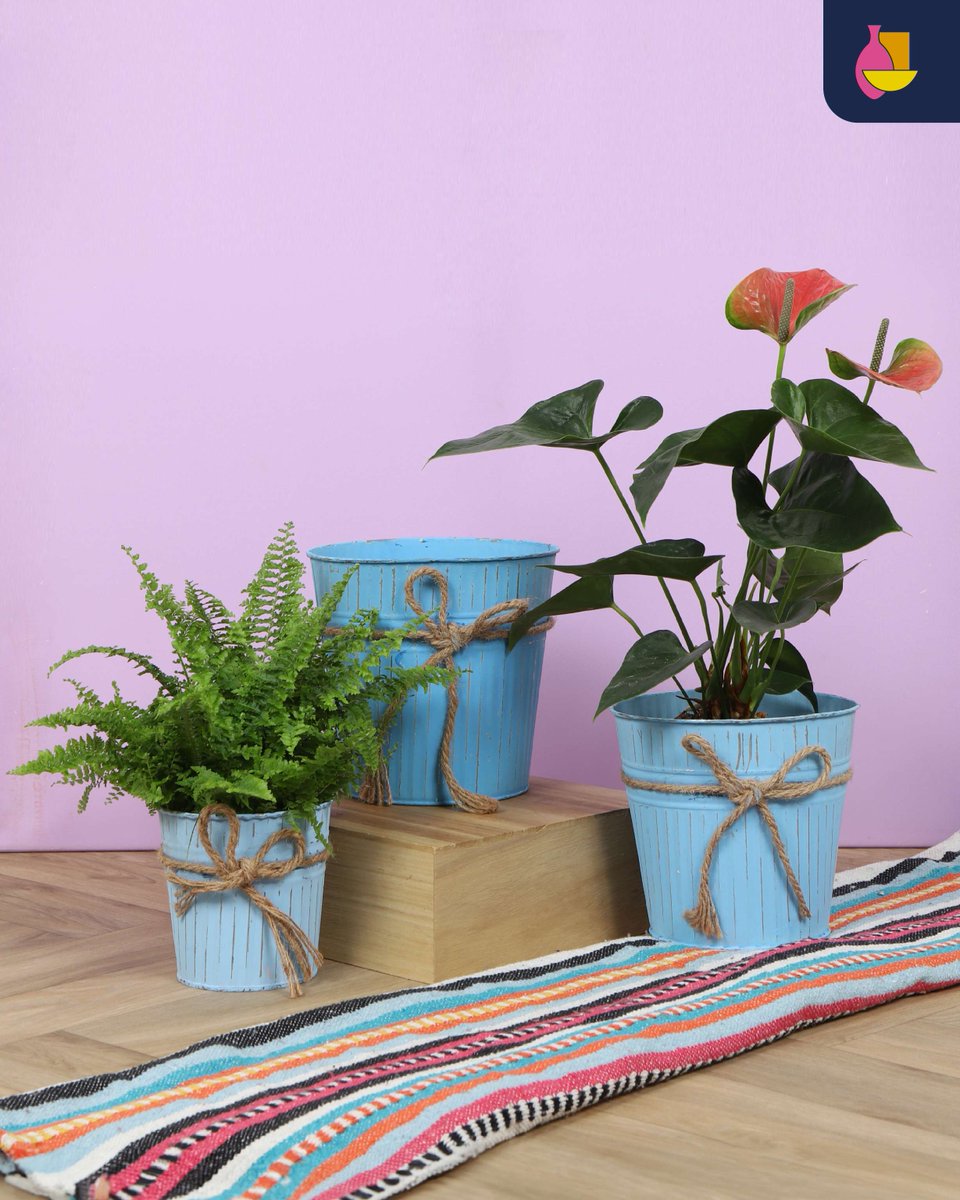 Window Sale! ✨ Blue zinc planters in 3 sizes for 12cm, 17cm &amp; 19cm grow pots. Finished with a rustic rope bow—perfect for spring &amp; summer, Easter décor, or even Mother’s Day styling. Grab them while they last! 💙🌿
#WindowSale #BunnikCreations #SpringDecor #ZincPlanters