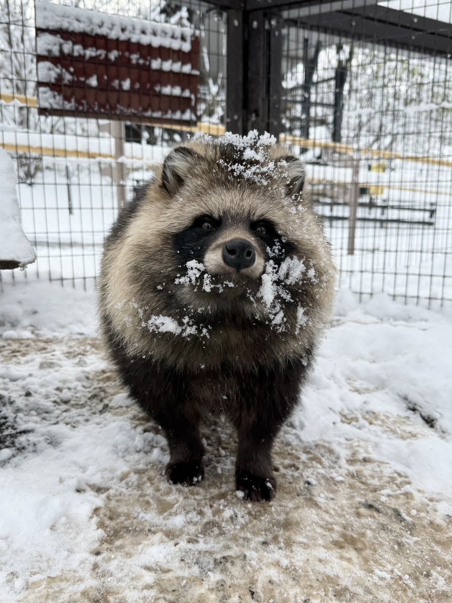 asahiyamazoo1's tweet image. 先週のエゾタヌキのこたろう❄️

#旭山動物園　#asahiyamazoo
#エゾタヌキ　#tanuki    #こたろう
#北海道小動物コーナー