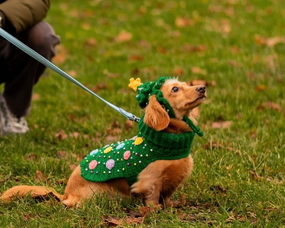 Time to dress your dachshunds up because a Christmas sausage dog parade is coming to town ow.ly/GZ7y50XwNar