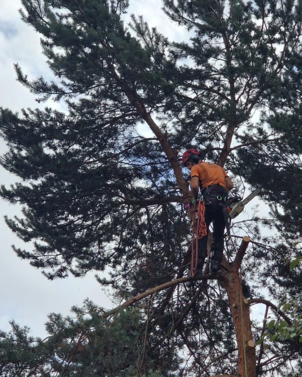 BossBeechwood's tweet image. Corey, Blake, and Ben hard at work in Telford 🌳💪
Carrying out a tree reduction to improve the tree’s health and shape while keeping the area safe and tidy. Great work from the team! 👏
#TreeReduction #TreeWork #Beechwood