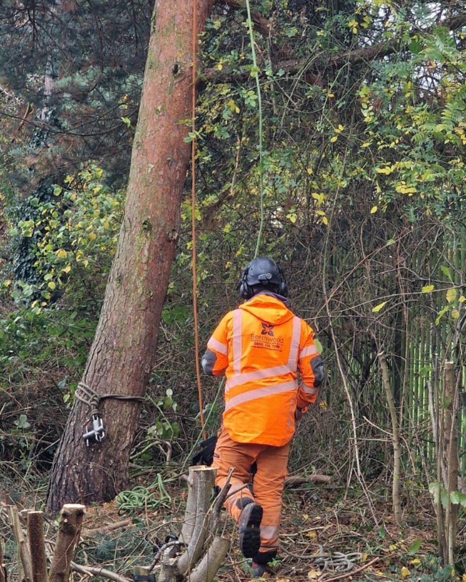 BossBeechwood's tweet image. Corey, Blake, and Ben hard at work in Telford 🌳💪
Carrying out a tree reduction to improve the tree’s health and shape while keeping the area safe and tidy. Great work from the team! 👏
#TreeReduction #TreeWork #Beechwood