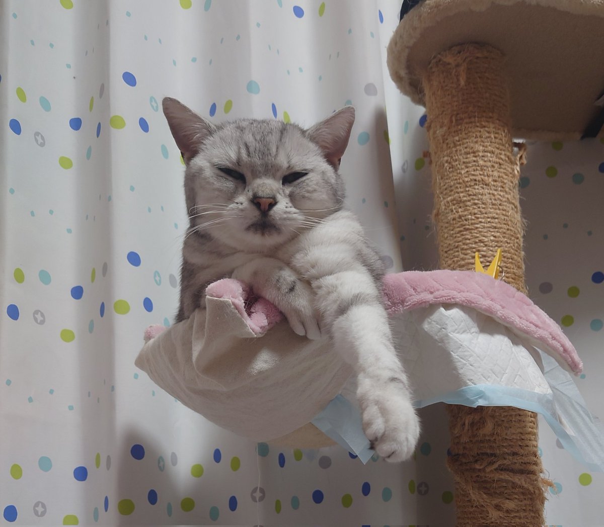 mikan🍊 🐾🐈️心穏やかに😸回復を信じて🌏️ (@mikan5555) / Posts / X