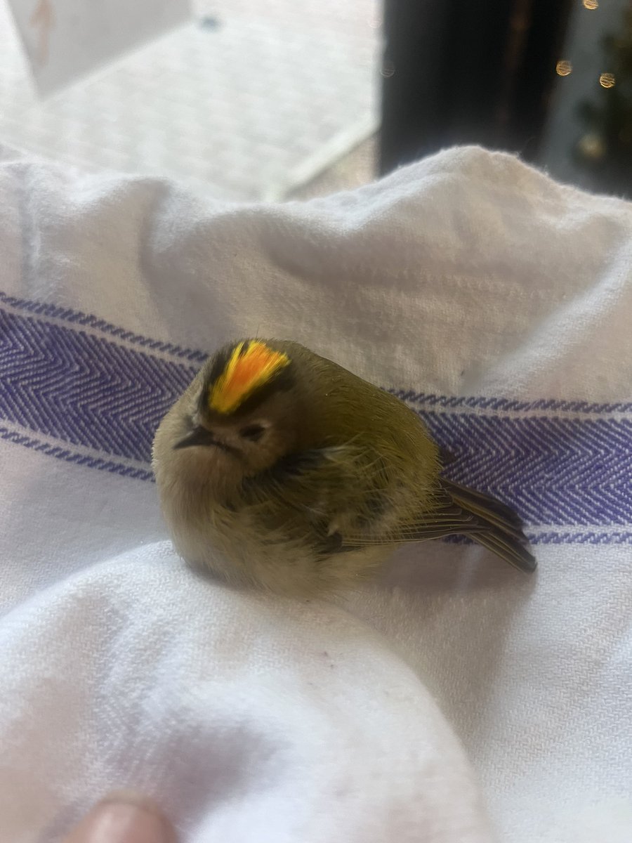 clammywynette1's tweet image. I’ve just rescued this gold crest that’s flown into the window at work!