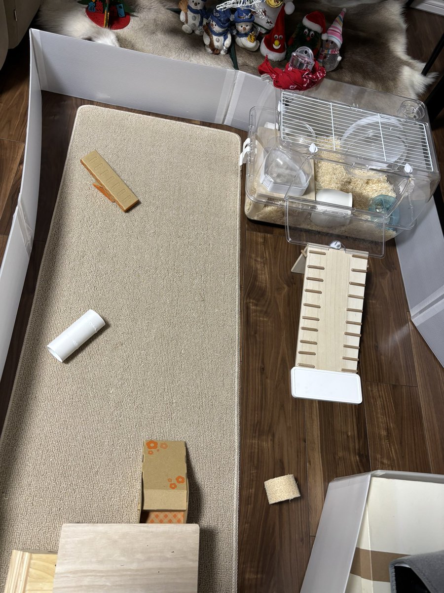 Maine👤きりみ🐹♂ (@maine_hamster) / Posts / X