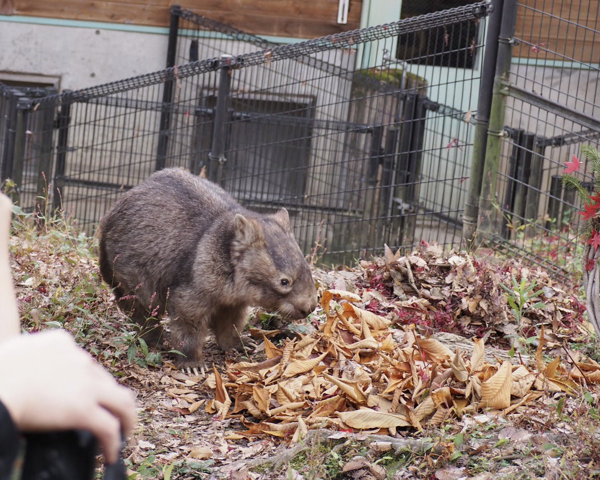 pn_wom's tweet photo. 初めての茶臼山動物園🍁

ウォレスくんはじめまして✨
元気な姿を見ることができて嬉しかった☺️
とうもろこしをゆっくり味わって食べる姿が愛らしくて、もう胸がいっぱい…

落ち葉大会、とても素敵なイベントでした🍁✨
ウォレスくんありがとう☺️✨ https://t.co/Zqe7VL6X4K