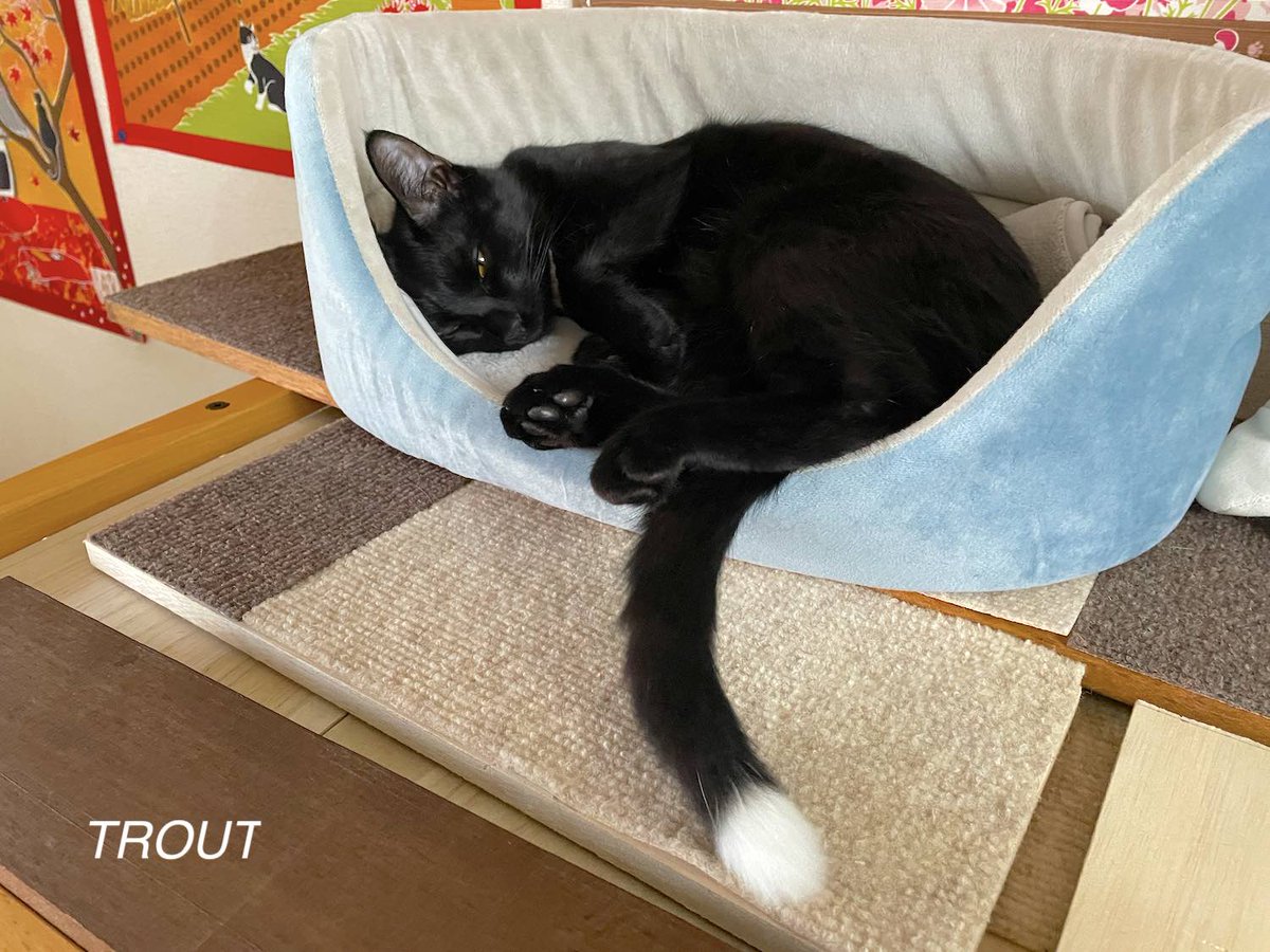 #またたび家 #保護猫 [とむ吉]♂ [すずり]♀️2025年11月24日
本日のニャン　ポカポカ小春日和、それぞれのお昼寝。とむ吉兄ちゃんは何を反省してるのかな？😸　すずり姫の蛍しっぽ、映えますね〜〜😍