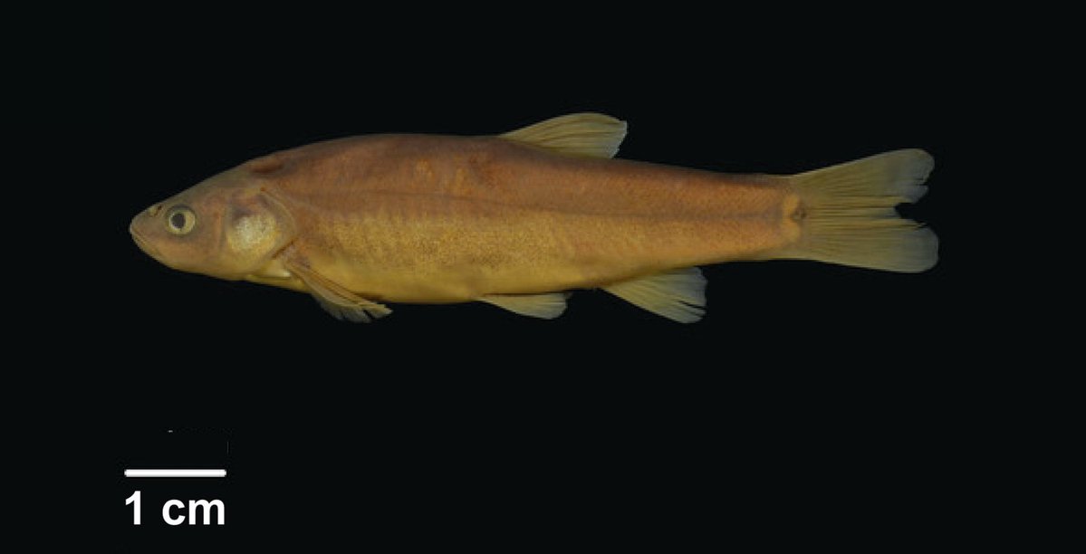 ZooKeys_Journal's tweet image. A phylogenetic analysis of Tui Chubs (Siphateles spp.) from the Great Basin, focusing on refining their taxonomic classification: doi.org/10.3897/zookey…

#fishes #phylogenetics #ichthyology @ucdavis @CaliforniaDFW