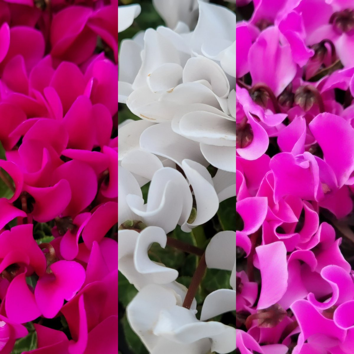 ちゅん (@aebBN6iwx957557) / Posts / X