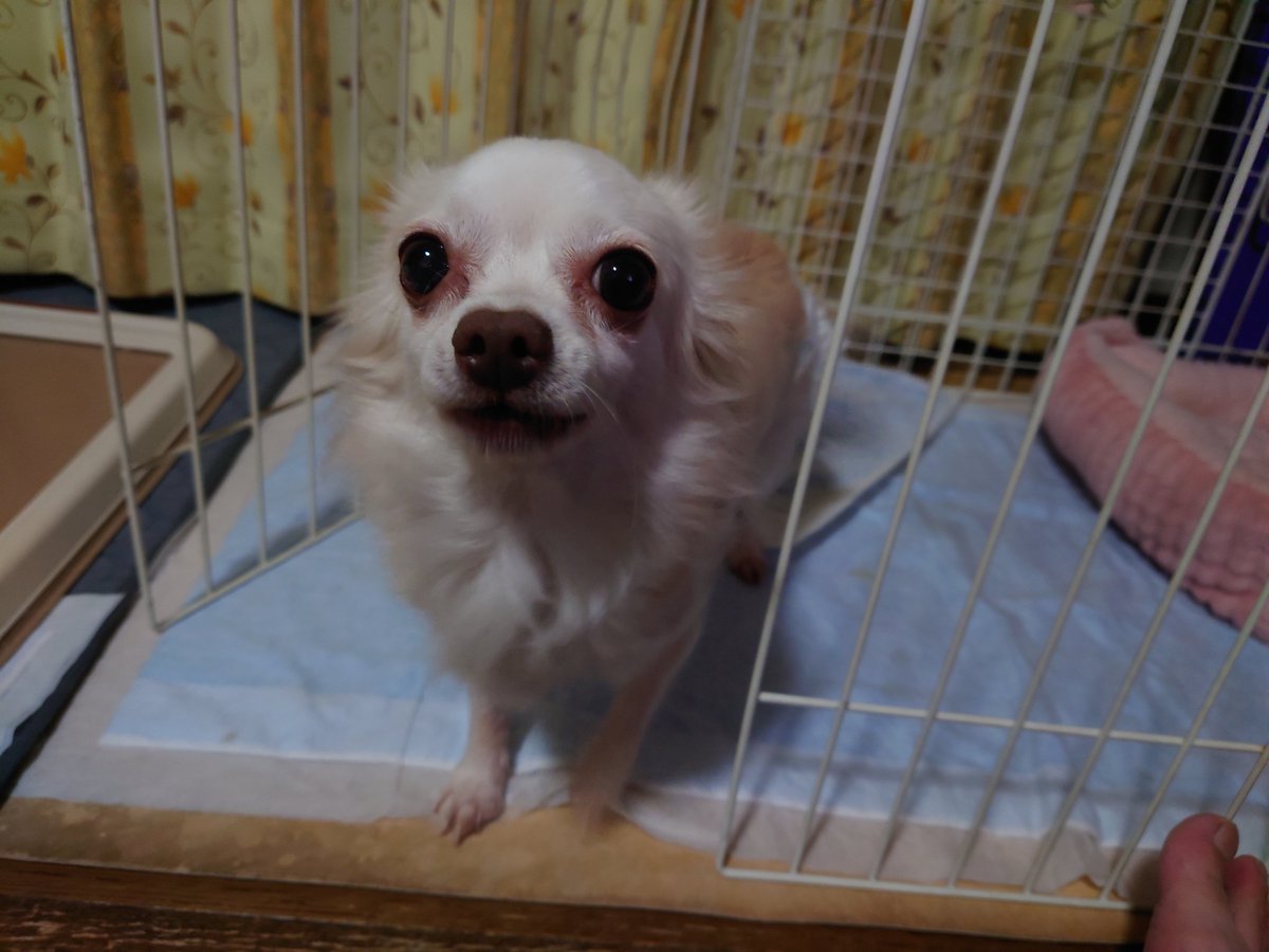 vf510's tweet image. FM FUJIのハーベストマルシェにててるぴーにもか🐶の名前を書いてもらいました👍

#てるぴー
#FM FUJI
#ハーベストマルシェ